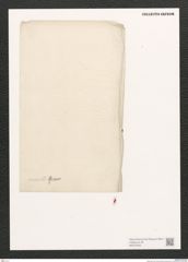 Diatomeae indet. Zeichnungen Sammlung Grunow (NHMW-BOT-W0372525)